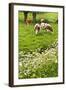Pollard-Willows, Cow Parsley and Grazing Cows-Colette2-Framed Photographic Print