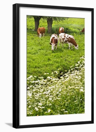 Pollard-Willows, Cow Parsley and Grazing Cows-Colette2-Framed Photographic Print