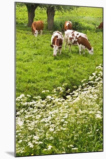 Pollard-Willows, Cow Parsley and Grazing Cows-Colette2-Mounted Photographic Print