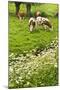 Pollard-Willows, Cow Parsley and Grazing Cows-Colette2-Mounted Photographic Print