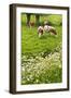 Pollard-Willows, Cow Parsley and Grazing Cows-Colette2-Framed Photographic Print