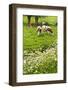 Pollard-Willows, Cow Parsley and Grazing Cows-Colette2-Framed Photographic Print