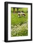 Pollard-Willows, Cow Parsley and Grazing Cows-Colette2-Framed Photographic Print