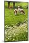 Pollard-Willows, Cow Parsley and Grazing Cows-Colette2-Mounted Photographic Print