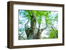 Pollarded European - Common Beech Tree (Fagus Sylvatica) in Beech Forest-Juan Carlos Munoz-Framed Photographic Print