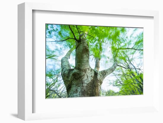 Pollarded European - Common Beech Tree (Fagus Sylvatica) in Beech Forest-Juan Carlos Munoz-Framed Photographic Print