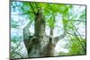 Pollarded European - Common Beech Tree (Fagus Sylvatica) in Beech Forest-Juan Carlos Munoz-Mounted Photographic Print