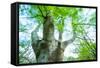 Pollarded European - Common Beech Tree (Fagus Sylvatica) in Beech Forest-Juan Carlos Munoz-Framed Stretched Canvas