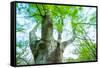 Pollarded European - Common Beech Tree (Fagus Sylvatica) in Beech Forest-Juan Carlos Munoz-Framed Stretched Canvas