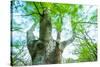 Pollarded European - Common Beech Tree (Fagus Sylvatica) in Beech Forest-Juan Carlos Munoz-Stretched Canvas