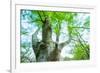 Pollarded European - Common Beech Tree (Fagus Sylvatica) in Beech Forest-Juan Carlos Munoz-Framed Photographic Print