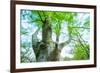 Pollarded European - Common Beech Tree (Fagus Sylvatica) in Beech Forest-Juan Carlos Munoz-Framed Photographic Print