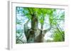 Pollarded European - Common Beech Tree (Fagus Sylvatica) in Beech Forest-Juan Carlos Munoz-Framed Photographic Print