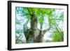 Pollarded European - Common Beech Tree (Fagus Sylvatica) in Beech Forest-Juan Carlos Munoz-Framed Photographic Print