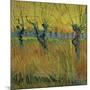 Pollarded Willows and Setting Sun, 1888 (Oil on Card)-Vincent van Gogh-Mounted Giclee Print