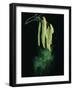 Pollen Dispersed by Wind-Dr^ Jeremy-Framed Photographic Print