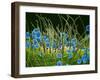 Pollen Grains on a Harelquin Bug, SEM-Susumu Nishinaga-Framed Photographic Print