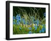 Pollen Grains on a Harelquin Bug, SEM-Susumu Nishinaga-Framed Photographic Print