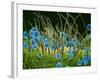 Pollen Grains on a Harelquin Bug, SEM-Susumu Nishinaga-Framed Photographic Print