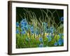 Pollen Grains on a Harelquin Bug, SEM-Susumu Nishinaga-Framed Photographic Print