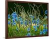 Pollen Grains on a Harelquin Bug, SEM-Susumu Nishinaga-Framed Photographic Print