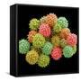 Pollen Grains-null-Framed Stretched Canvas