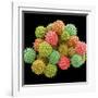 Pollen Grains-null-Framed Photographic Print