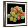 Pollen Grains-null-Framed Photographic Print