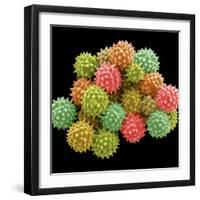 Pollen Grains-null-Framed Photographic Print