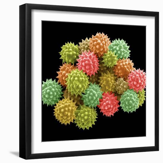 Pollen Grains-null-Framed Photographic Print