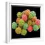 Pollen Grains-null-Framed Photographic Print