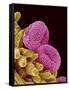 Pollen of a Geranium-Micro Discovery-Framed Stretched Canvas