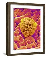 Pollen of a Geranium-Micro Discovery-Framed Photographic Print