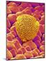 Pollen of a Geranium-Micro Discovery-Mounted Photographic Print