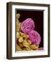 Pollen of a Geranium-Micro Discovery-Framed Photographic Print