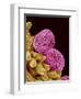 Pollen of a Geranium-Micro Discovery-Framed Photographic Print