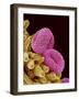 Pollen of a Geranium-Micro Discovery-Framed Photographic Print