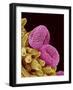 Pollen of a Geranium-Micro Discovery-Framed Photographic Print