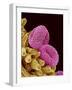 Pollen of a Geranium-Micro Discovery-Framed Photographic Print