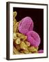 Pollen of a Geranium-Micro Discovery-Framed Photographic Print