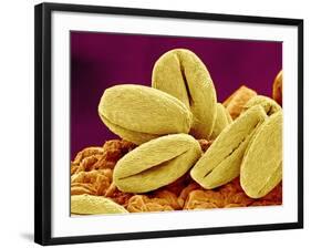 Pollen of Cherry Blossom-Micro Discovery-Framed Photographic Print