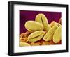 Pollen of Cherry Blossom-Micro Discovery-Framed Photographic Print