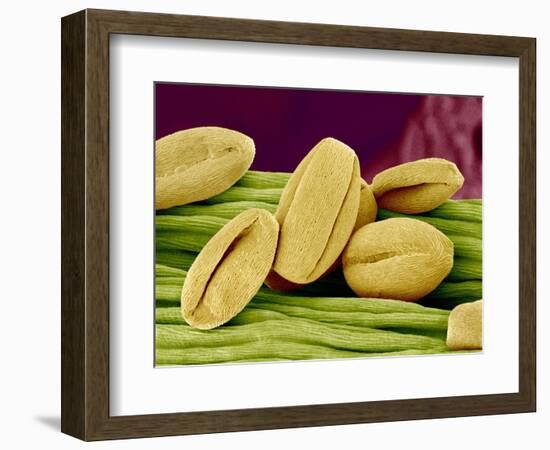 Pollen of Cherry Blossom-Micro Discovery-Framed Photographic Print