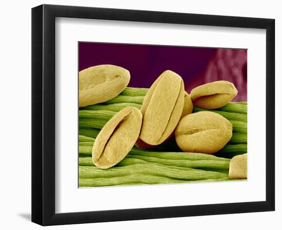 Pollen of Cherry Blossom-Micro Discovery-Framed Photographic Print