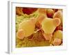 Pollen of Evening Primrose-Micro Discovery-Framed Photographic Print