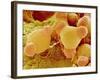 Pollen of Evening Primrose-Micro Discovery-Framed Photographic Print