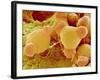 Pollen of Evening Primrose-Micro Discovery-Framed Photographic Print