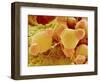 Pollen of Evening Primrose-Micro Discovery-Framed Photographic Print