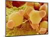 Pollen of Evening Primrose-Micro Discovery-Mounted Photographic Print