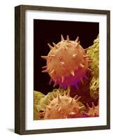 Pollen of Mallow-Micro Discovery-Framed Photographic Print